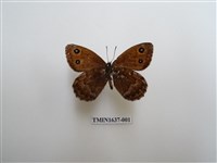 藏品(永澤蛇眼蝶)的圖片